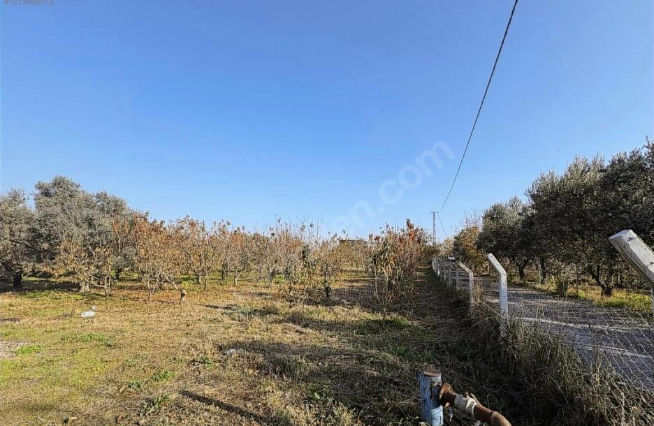 Kemalpaşa İmara Yakın 7.500 m² Yatırımlık Bahçe Tek Tapulu-3
